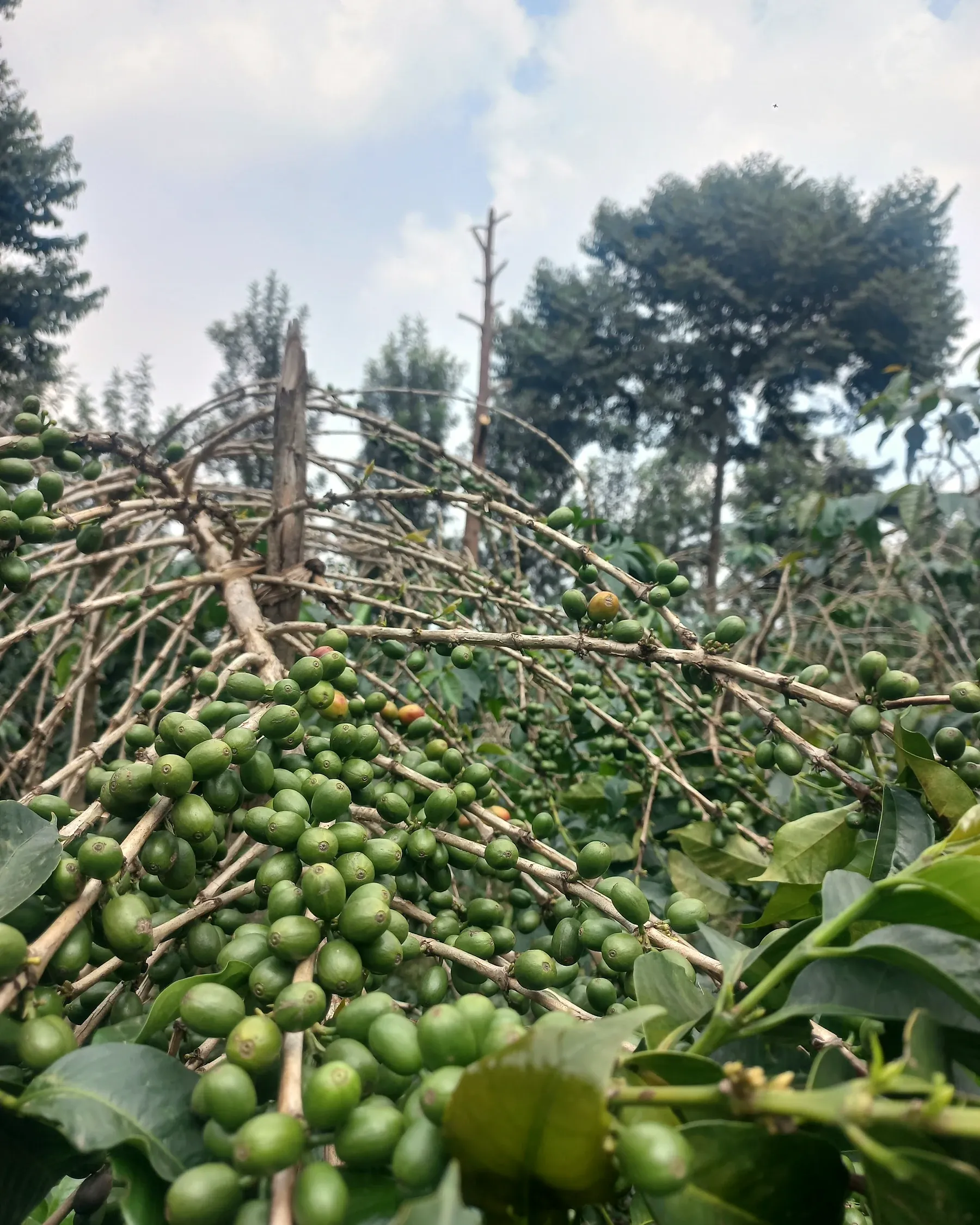 Clusters of green coffee cherries ripening on a branch under a tall shade canopy.