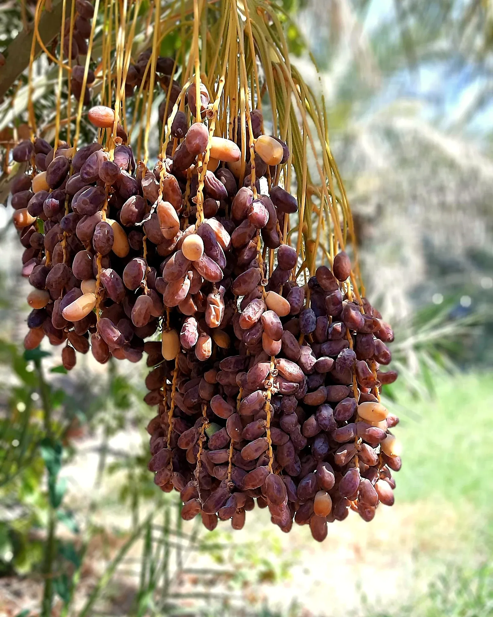 Heavy bunches of ripe brown dates hanging from a date palm.
