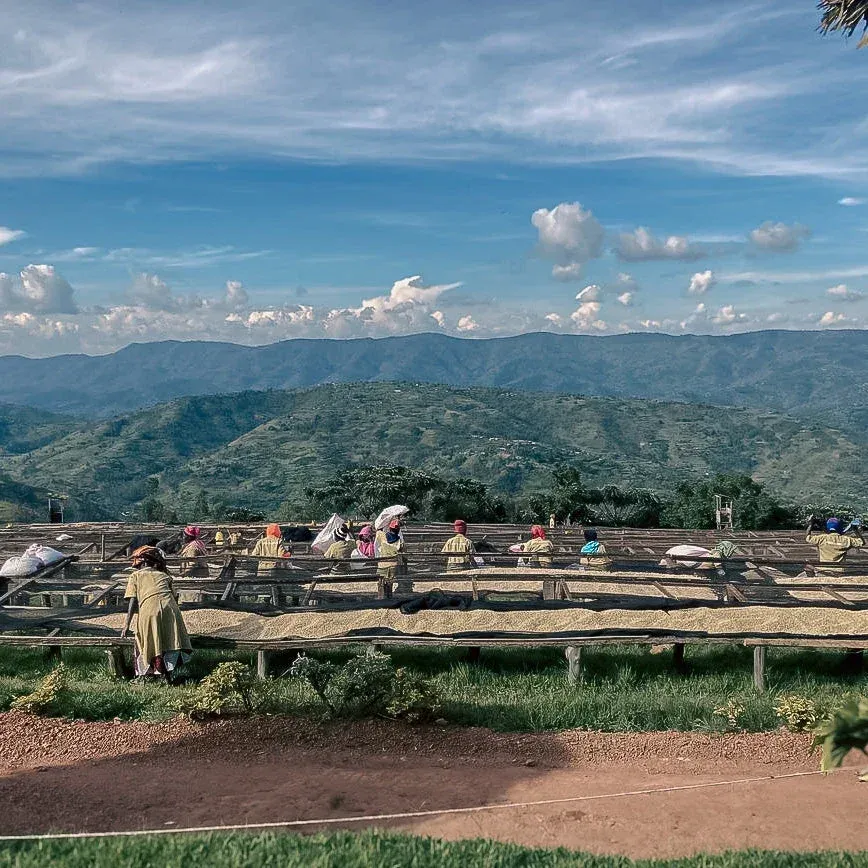 Rows of wooden drying beds on a grassy slope, with blue hills and cloud behind.
