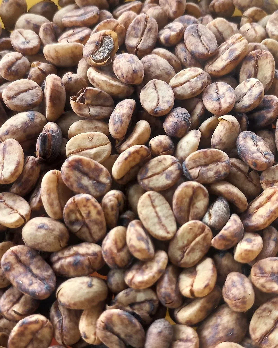Dried coffee beans with streaks of brown fruit skin, in a bowl.